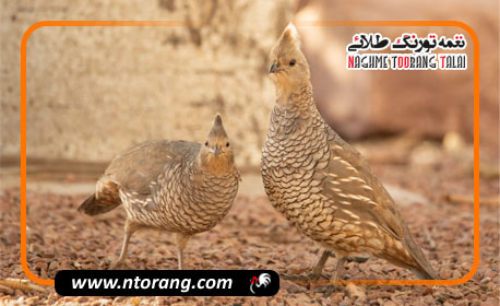 آشنایی با بلدرچین پولکدار